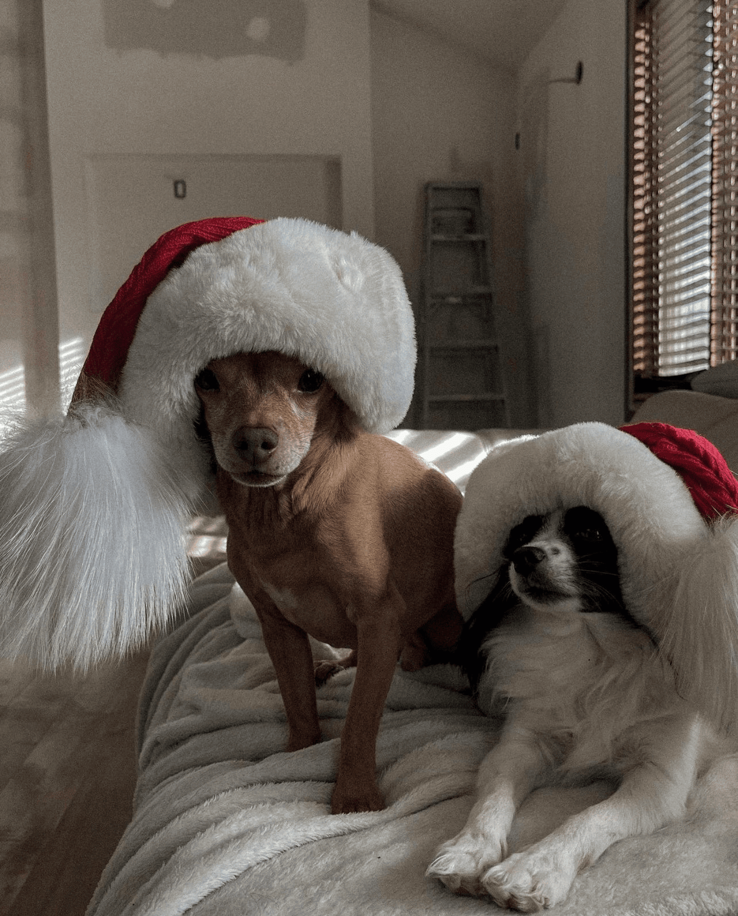 Bonnet de Père Noël de luxe